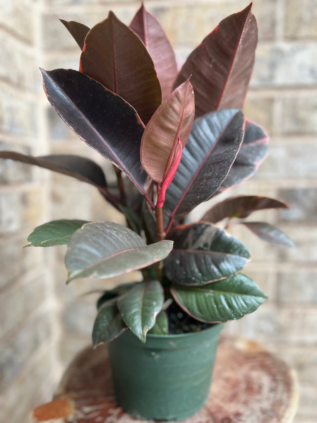 6” Ficus Ruby Rubber