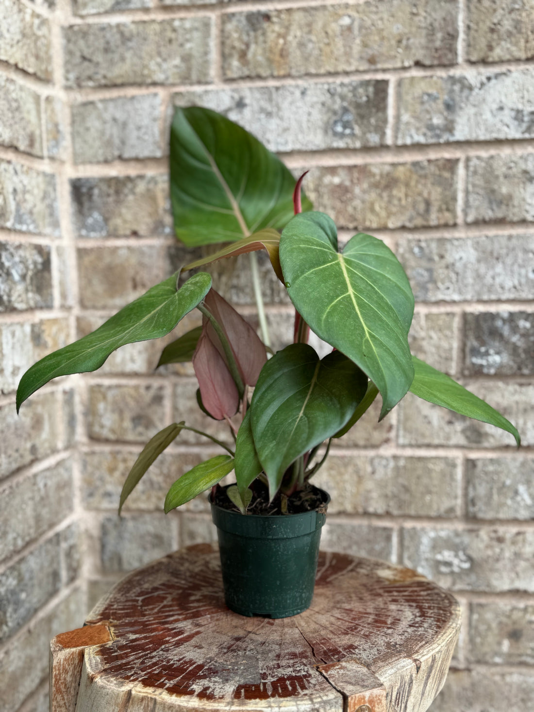 6” Philodendron Summer Glory