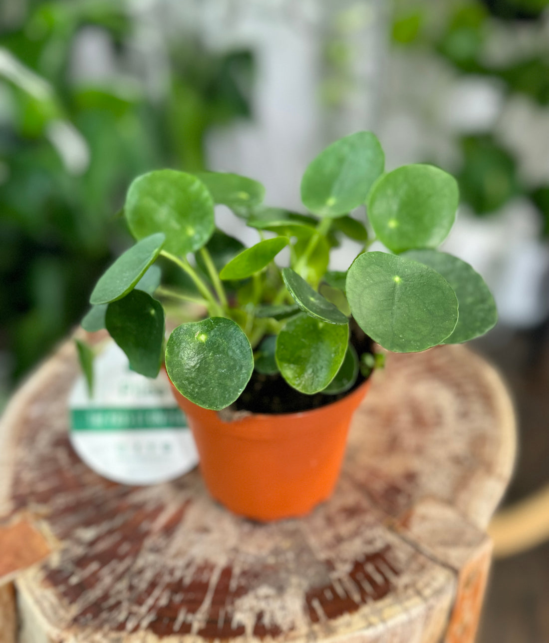 4” Pilea Peperomioides - Chinese Money Plant