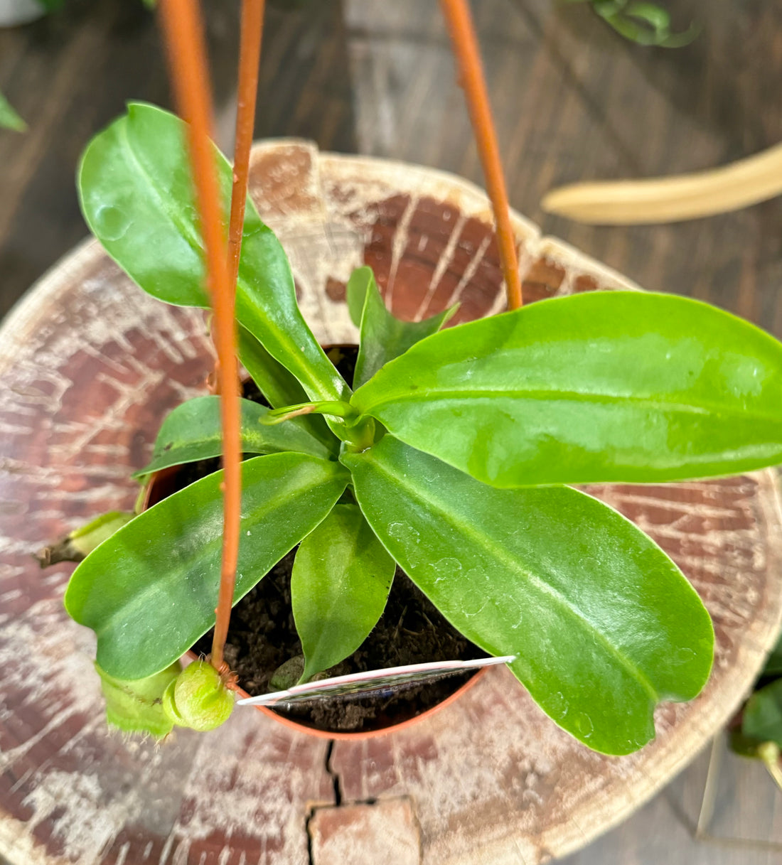 4” Nepenthes - Pitcher Plant