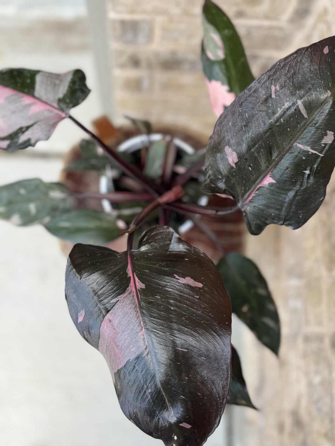 6” Philodendron Pink Princess