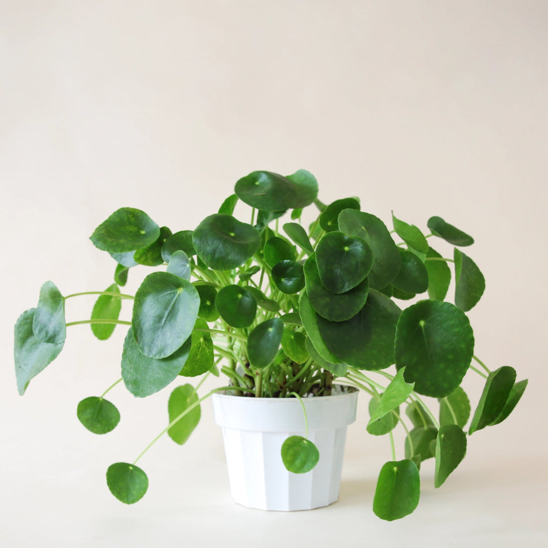 4” Pilea Peperomioides - Chinese Money Plant